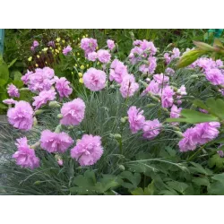 Toraf 0,5g Goździk pierzasty Spring Beauty Nasiona kwiatów Bylina wieloletnia Mieszanka kolorów