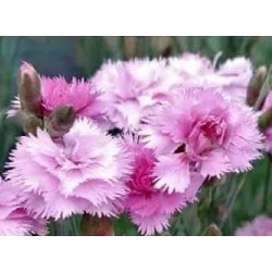 Toraf 0,5g Goździk pierzasty Spring Beauty Nasiona kwiatów Bylina wieloletnia Mieszanka kolorów