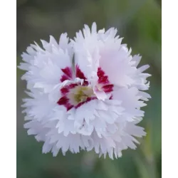 Toraf 0,5g Goździk pierzasty Spring Beauty Nasiona kwiatów Bylina wieloletnia Mieszanka kolorów