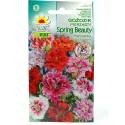 Toraf 0,5g Goździk pierzasty Spring Beauty Nasiona kwiatów Bylina wieloletnia Mieszanka kolorów