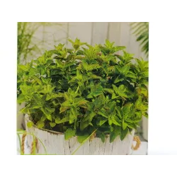 Toraf 0,5g Oregano zwyczajne Nasiona ziół przyprawa działanie lecznicze