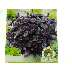 Toraf 0,5g Bazylia Czerwona Nasiona zioła aromatyczna przyprawa