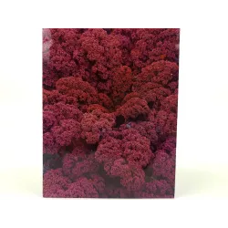 Toraf 1g Jarmuż Scarlet Nasiona warzyw źródło witamin surówki sałatki