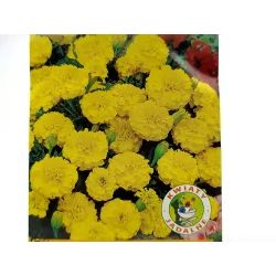 Toraf 1g Aksamitka Gypsy Sunshine Nasiona rozpierzchła niska żółta pełne kwiaty