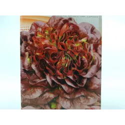 Toraf 1g Sałata Sahim Masłowa Czerwona Nasiona warzyw odmiana średniowczesna