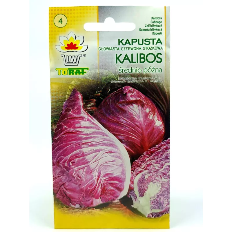 Toraf 1g Kapusta Głowiasta Czerwona Kalibos Nasiona warzyw odmiana średnio-późna kiszonki surówki sałatki