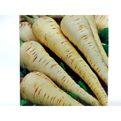 Toraf 5g Pasternak Półdługi Biały Guernsey Nasiona warzyw delikatny w smaku wysokie wartości odżywcze