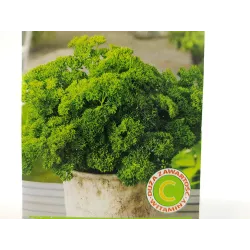 Toraf 2g Pietruszka Naciowa Moss Curled Karbowana Nasiona warzyw do zup sosów działanie lecznicze