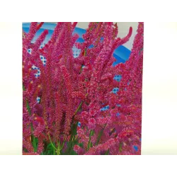 Toraf 0,2g Zatrwian Suworowa Nasiona kwiatów Rabatki Kwiat cięty Suche bukiety