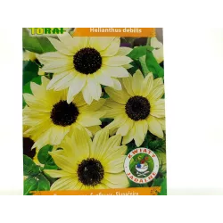 Toraf 0,5g Słonecznik Vanilla Ozdobny Ogórkolistny Nasiona kwiatów kremowych rabatki kwiat cięty