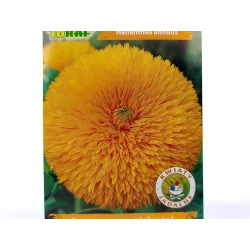 Toraf 2g Słonecznik Teddy Bear Ozdobny Pełny Nasiona kwiatów roślina na kwiat cięty ozdoba rabatki