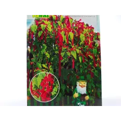 Toraf 0,5g Szarłat Zwisły Grand Nasiona kwiatów okazała roślina jednoroczna zwisające kwiatostany