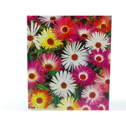 Toraf 0,5g Przypołudnik Nasiona kwiatów otwierających się na słońcu kwitnie do przymrozków