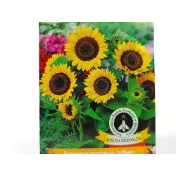 Toraf 1g Słonecznik Ozdobny Bambino Nasiona kwiatów Odmiana karłowa żółta