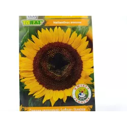Toraf 2g Słonecznik Ozdobny Taiyo Nasiona kwiatów na kwiat cięty wysoki