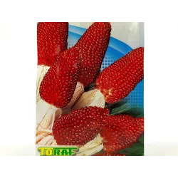 Toraf 2g Kukurydza Truskawkowa Nasiona ozdobna Ciekawy Kolor Bukiet