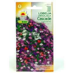 Toraf 0,2g Lobelia Cascade Mix Nasiona kwiatów zwisających balkony tarasy parapety