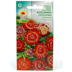 Toraf 0,5g Kocanka Ogrodowa czerwona Nasiona kwiatów roślina rabatowa na suche bukiety