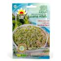 Toraf 20g Lucerna Alfalfa Nasiona Kiełki zdrowe odżywianie bogata w witaminy