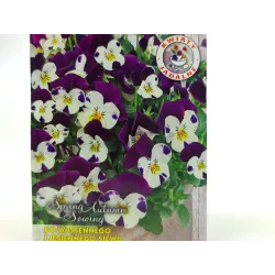 Toraf 0,3g Fiołek Rogaty Johny Jump Up Nasiona kwiatów Bylina Wielobarwne kwiaty