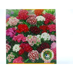 Toraf 1g Goździk Brodaty Mix Nasiona kwiatów dwuletnich Bylina Mieszanka barw Rabatki