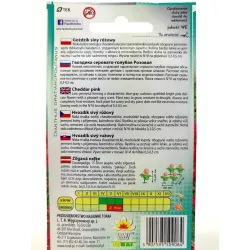 Toraf 0,2g Goździk Siny Różowy Nasiona kwiatów wieloletnich Bylina Różowe kwiaty