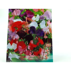 Toraf 2g Groszek Pachnący Mix Nasiona kwiatów Mieszanka kolorów Pachnące kwiaty Ogrodzenia balkony