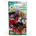 Toraf 2g Groszek Pachnący Mix Nasiona kwiatów Mieszanka kolorów Pachnące kwiaty Ogrodzenia balkony