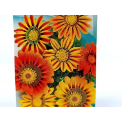 Toraf 0,5g Gazania Lśniąca Żółto-pomarańczowa Nasiona kwiatów jednorocznych Ogródki skalne