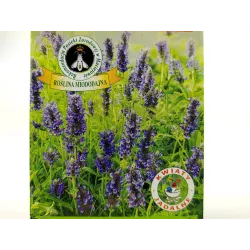 Toraf 0,4g Kocimiętka Nasiona ziół Roślina wieloletnia Przyciągająca koty Leczy przeziębienie