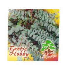 Toraf 20szt Eukaliptus Popielaty Nasiona Krzew zimozielony Działanie lecznicze Olejki eteryczne