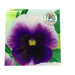 Toraf 0,2g Bratek Wielokwiatowy Lord Nasiona kwiatów dwuletnich Balkony Rabaty Kwietniki