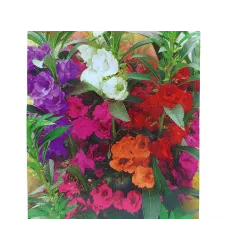 Toraf 0,5g Balsamina Kameliowa Karłowa Nasiona kwiatów Roślina doniczkowa rabatowa Długo kwitnie