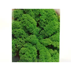 Toraf 1g Jarmuż Rossignol Nasiona warzyw Źródło witamin Surówki Sałatki