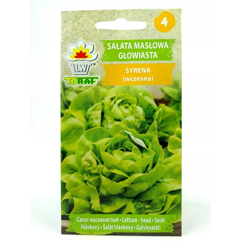 Toraf 1g Sałata Masłowa Syrena Zielona Nasiona warzyw Odmiana wczesna Bardzo plenna