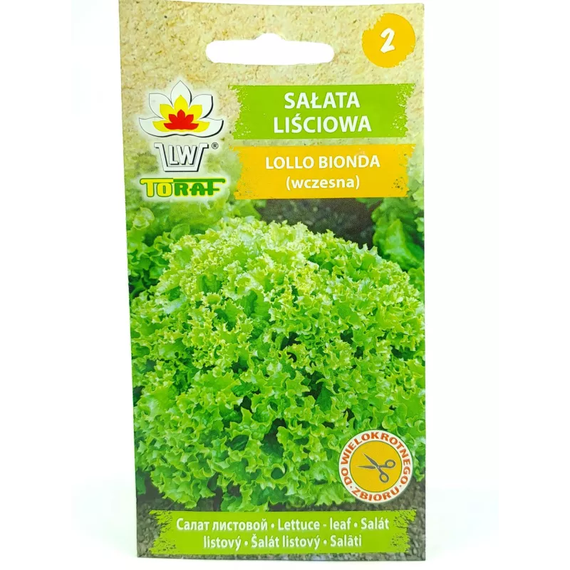 Toraf 1g Sałata Lollo Bionda Zielona Nasiona warzyw Odmiana kędzierzawa liściowa sałatki dekoracje potraw