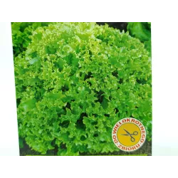 Toraf 1g Sałata Lollo Bionda Zielona Nasiona warzyw Odmiana kędzierzawa liściowa sałatki dekoracje potraw