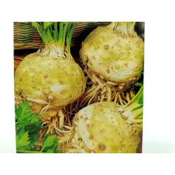 Toraf 1g Seler Korzeniowy Maxim Nasiona warzyw Odmiana późna Zbiór jesienny Długie przechowywanie