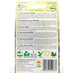 Toraf 1g Seler Korzeniowy Maxim Nasiona warzyw Odmiana późna Zbiór jesienny Długie przechowywanie