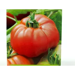 Toraf 0,5g Pomidor Malinowy Retro wysoki Nasiona warzyw Odmiana gruntowa wczesna plenna