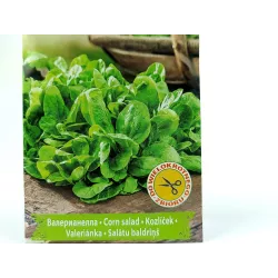 Toraf 1g Roszponka Polna Nasiona warzyw Odmiana zimująca Delikatna Źródło witamin