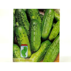 Toraf 5g Ogórek Soplica F1 Nasiona warzyw Odmiana średniowczesna gruntowa Dobre plonowanie Konserwowanie