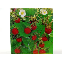 Toraf 0,3g Poziomka Rugia Nasiona owoców Mrozoodporna Plenna Powtarzająca plon