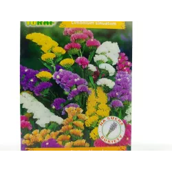 Toraf 0,5g Zatrwian Wrębny Mix Nasiona kwiatów jednorocznych Mieszanka kolorów Drobne kwiatostany Rabatki Suche bukiety