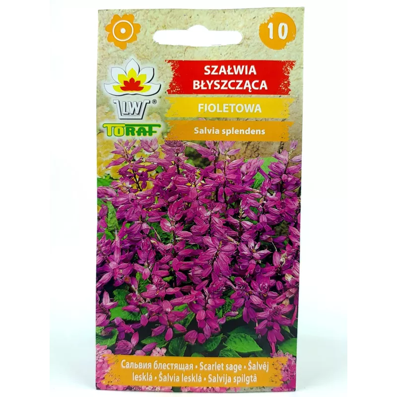 Toraf 10szt. Szałwia Fioletowa Błyszcząca Nasiona kwiatów jednorocznych Balkony Kwietniki Rabaty
