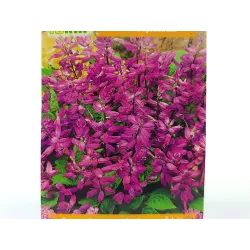 Toraf 10szt. Szałwia Fioletowa Błyszcząca Nasiona kwiatów jednorocznych Balkony Kwietniki Rabaty