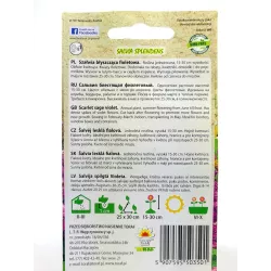 Toraf 10szt. Szałwia Fioletowa Błyszcząca Nasiona kwiatów jednorocznych Balkony Kwietniki Rabaty