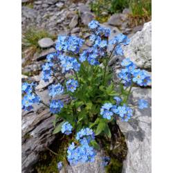 Toraf 0,3g Niezapominajka Niebieska Nasiona kwiatów dwuletnich Drobne kwiatostany Uprawa doniczkowa Rabaty Wiszące kosze