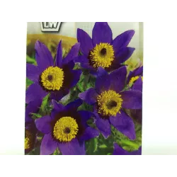 Toraf 0,2g Sasanka Ogrodowa Fioletowa Nasiona kwiatów Odmiana wieloletnia Rabaty bylinowe Ogródki skalne