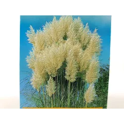 Toraf 0,1g Trawa Pampasowa Biała Nasiona Roślina wieloletnia Ozdobne srebrzyste kępy